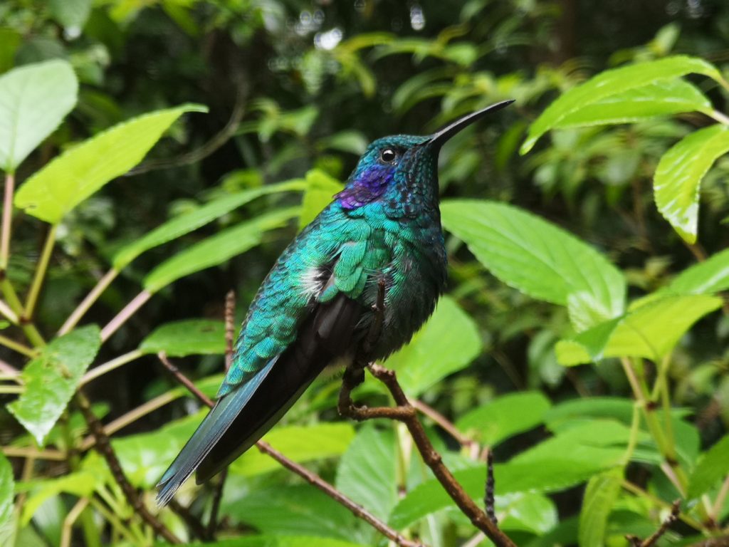 Colibri Costa Rica