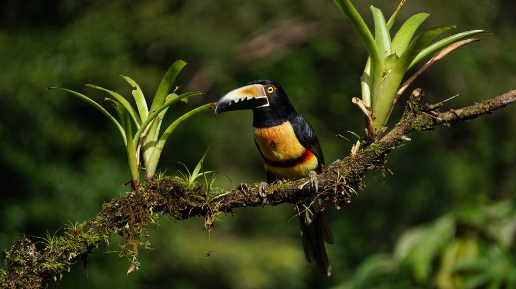 Oiseau Costa Rica Araçari