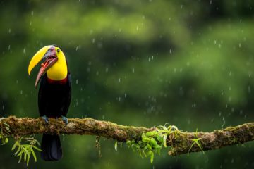 Pourquoi partir au Costa Rica en Saison des Pluies ?