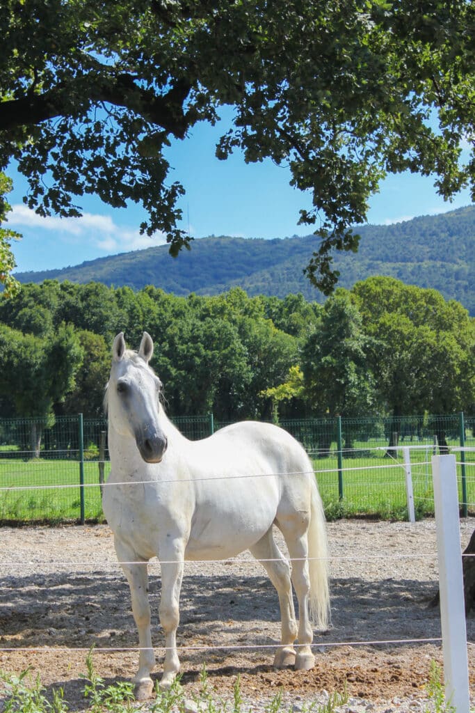 Cheval Lipizzan haras de Lipica