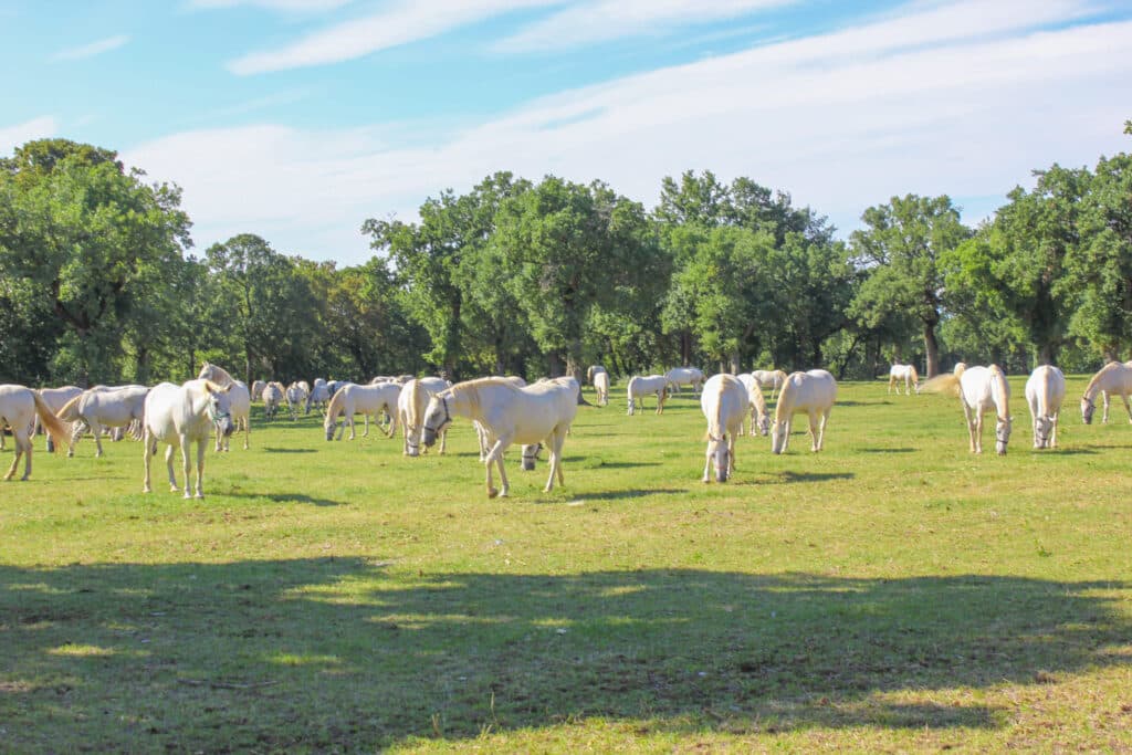 Haras de Lipica