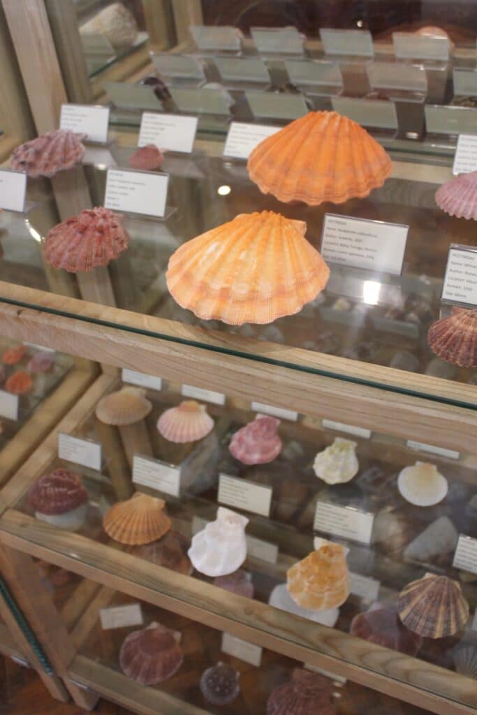 Musée du coquillage Cavtat