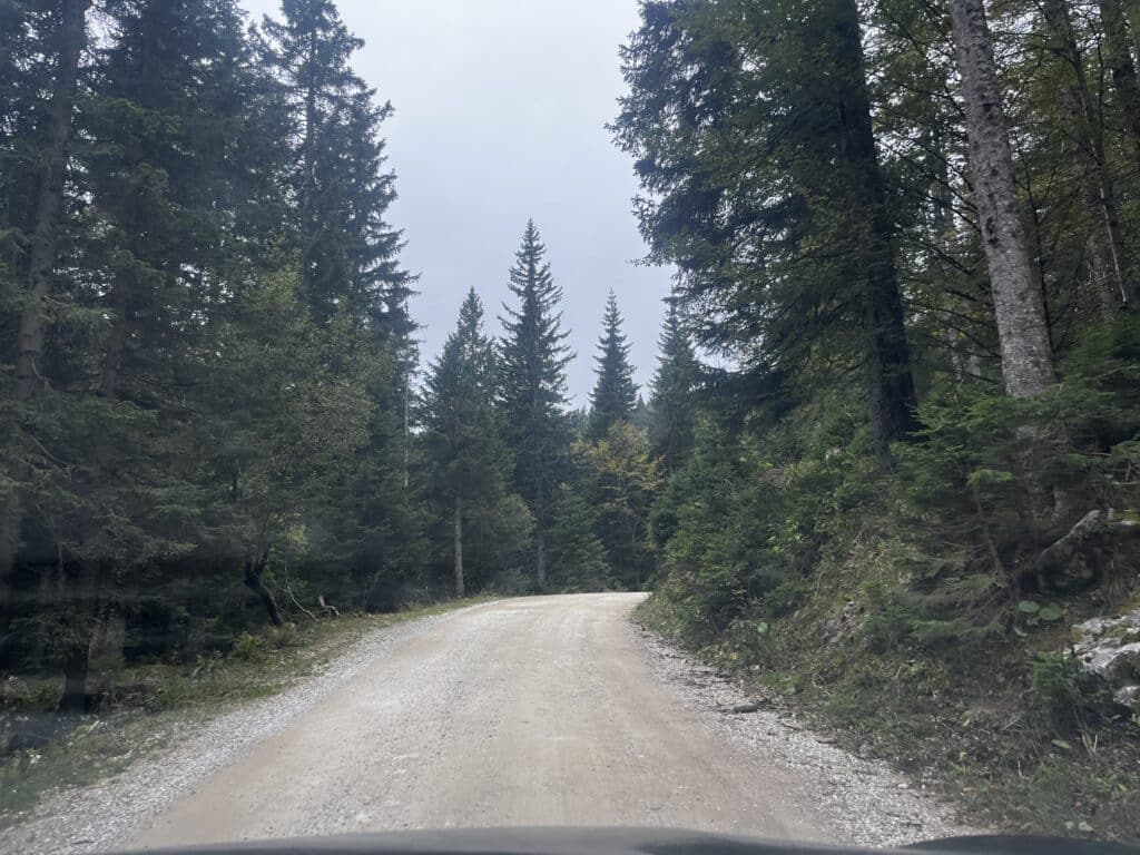 Velika Planina forêt